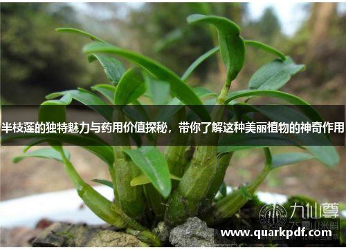 半枝莲的独特魅力与药用价值探秘，带你了解这种美丽植物的神奇作用